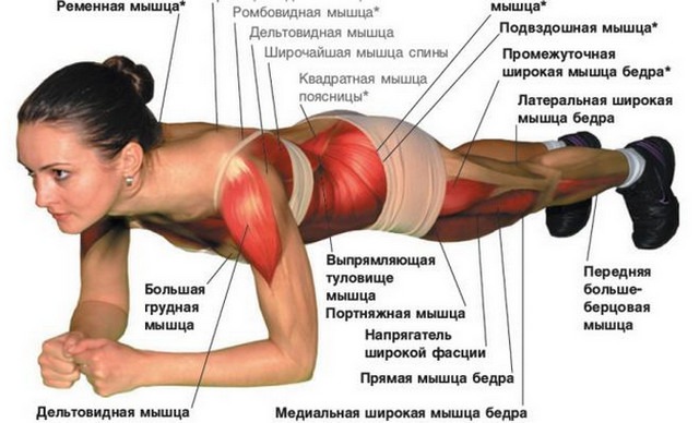 Анатомическая схема мышц, работающих в планке